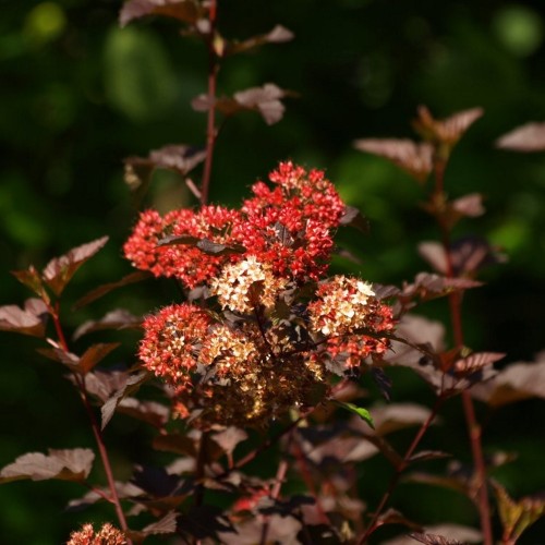 Physocarpus opulifolius 'Red Baron' - Lodjapuulehine põisenelas 'Red Baron' C1/1L